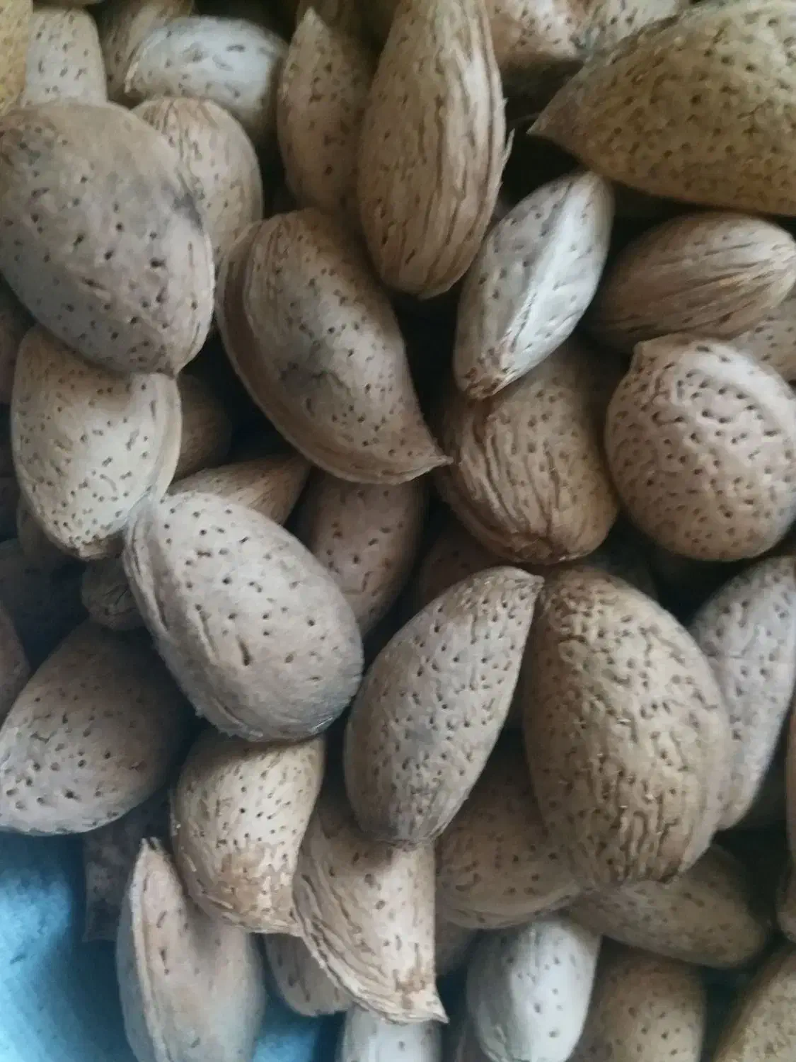 بادام تلخ|خوردنی و آشامیدنی|خرم‌آباد, |دیوار