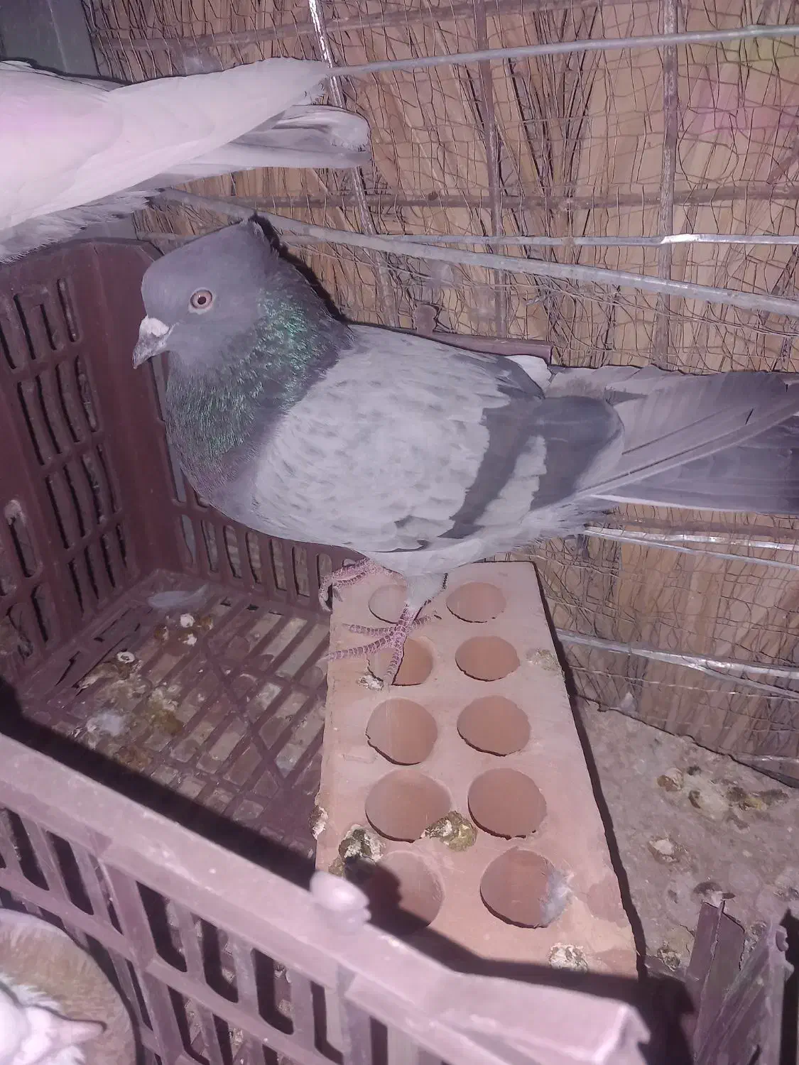 کفتر معاوضه|پرنده|نرماشیر, |دیوار