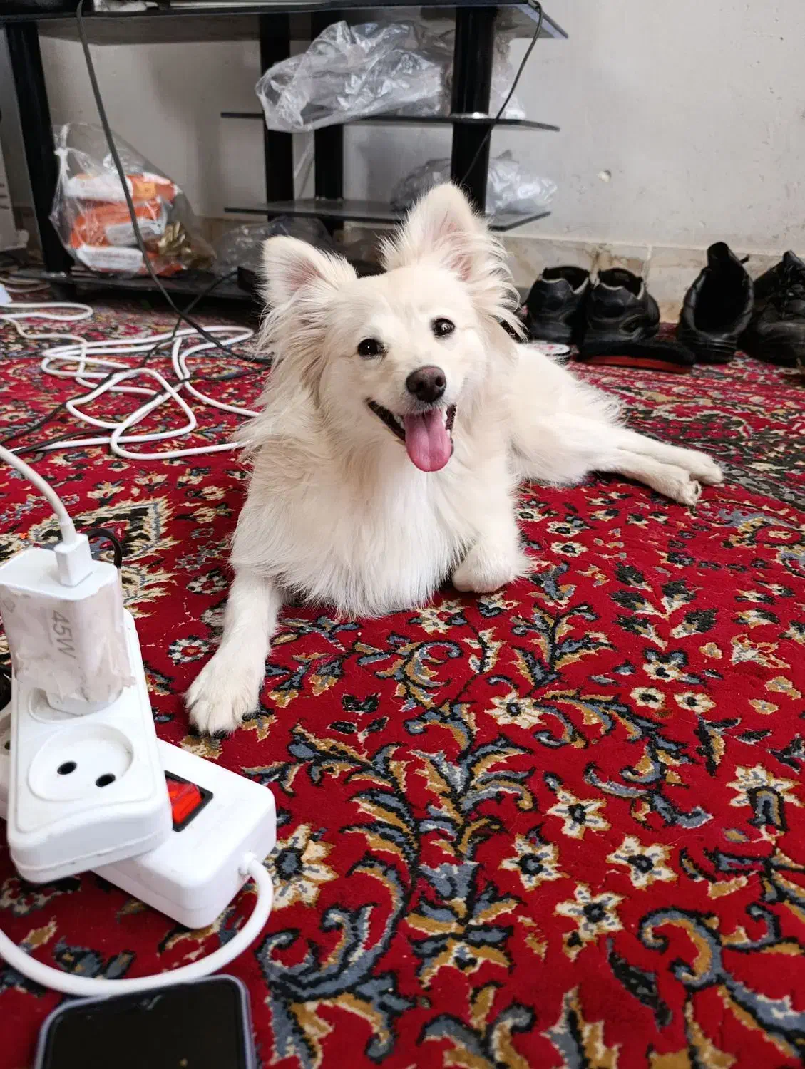 سگ پامرروباهی|سگ|سیرجان, |دیوار