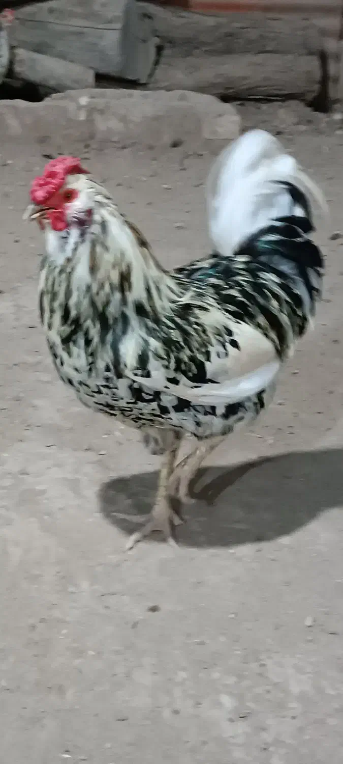 مرغ و خروس گلین|حیوانات مزرعه|اهواز, کوی ابوالفضل|دیوار