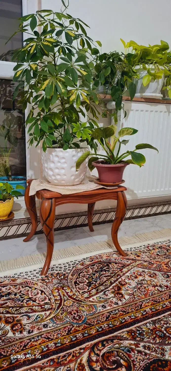 جلو مبلی و عسلی در حد نو|مبلمان خانگی و میز عسلی|رشت, کوی بیانی|دیوار