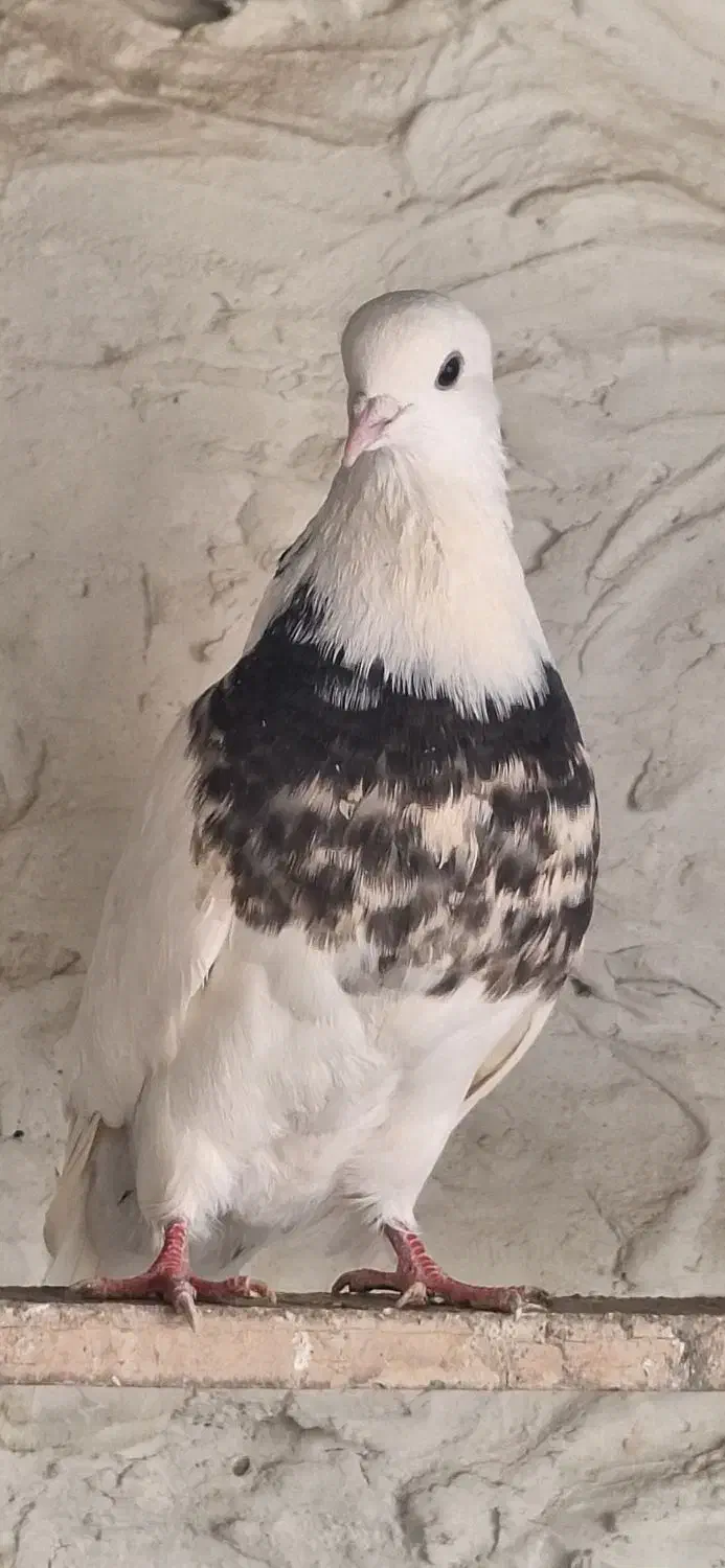 طوقی درجه یک|پرنده|کاشان, خرمدشت|دیوار