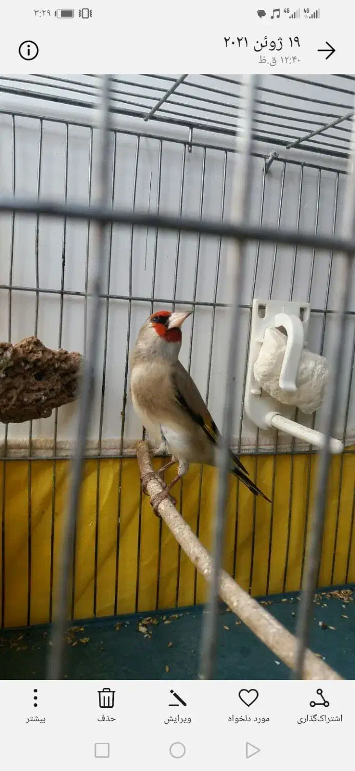 3تاسقایاسهره خوشکل مست|پرنده|کرمان, |دیوار