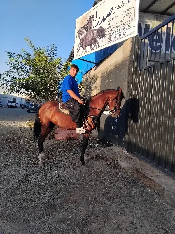 باشگاه سوار کاری صدرا شهرری|اسب و تجهیزات اسب‌سواری|باقرشهر, |دیوار