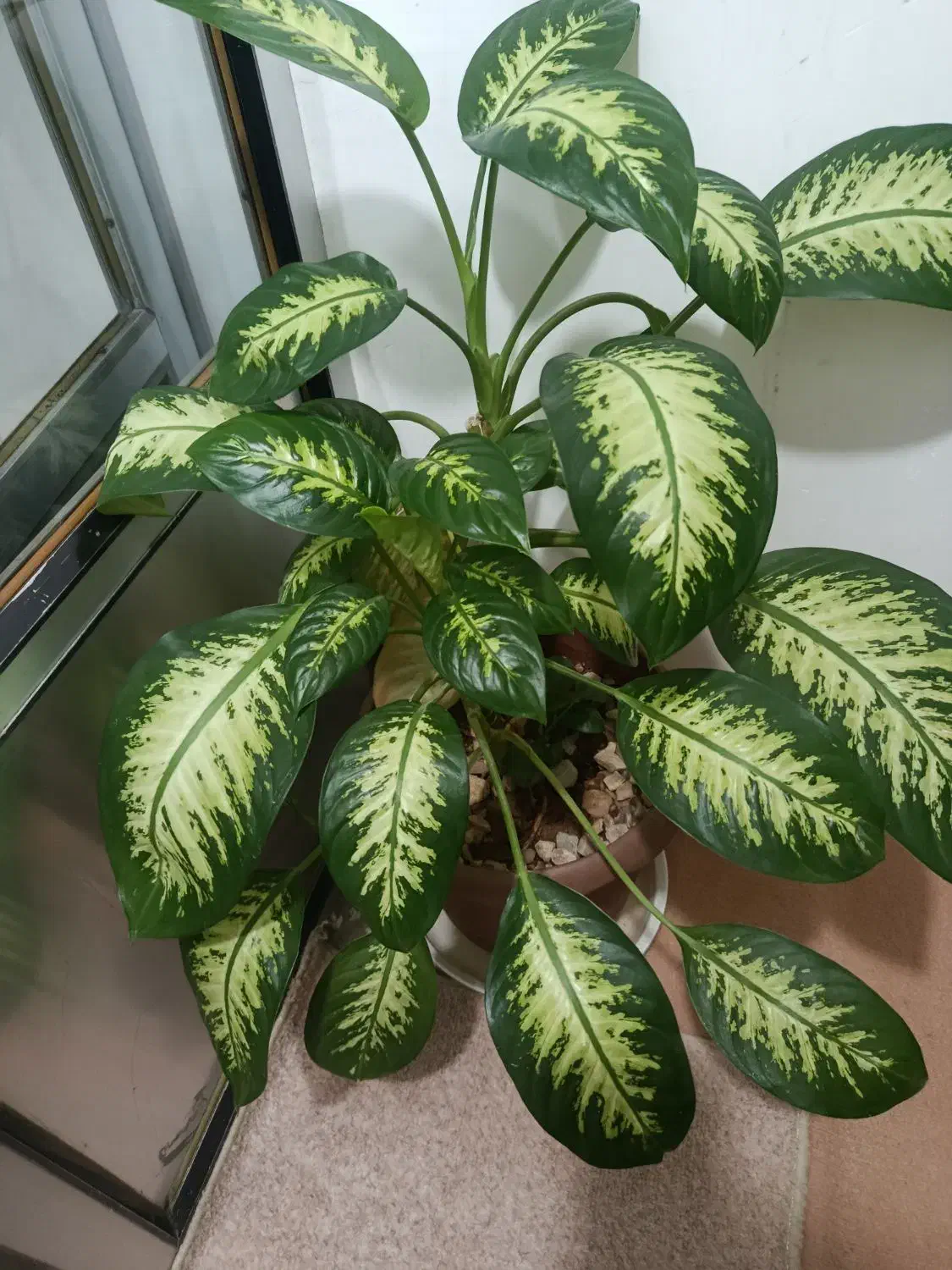 گل گوش فیلی|گل و گیاه طبیعی|جوانرود, |دیوار