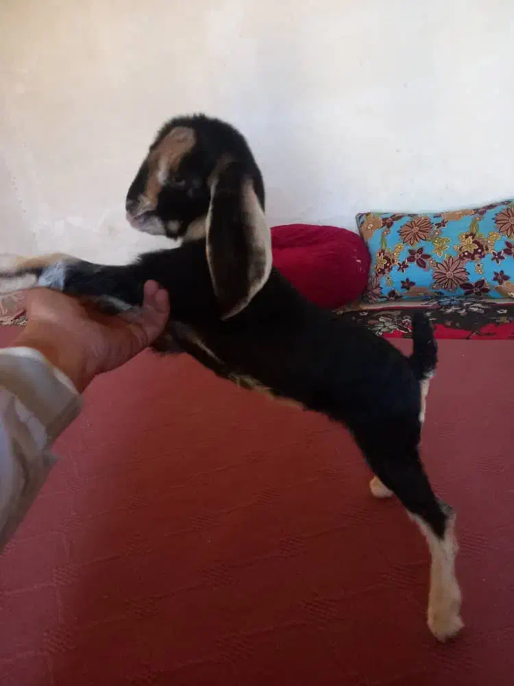 کهره شیری|حیوانات مزرعه|بیضا, |دیوار