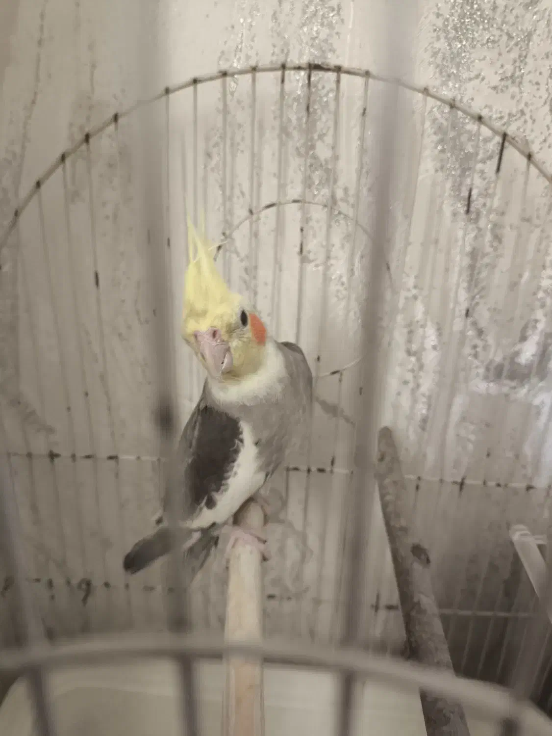 عروس هلندی|پرنده|محمدشهر, همایون ویلا|دیوار