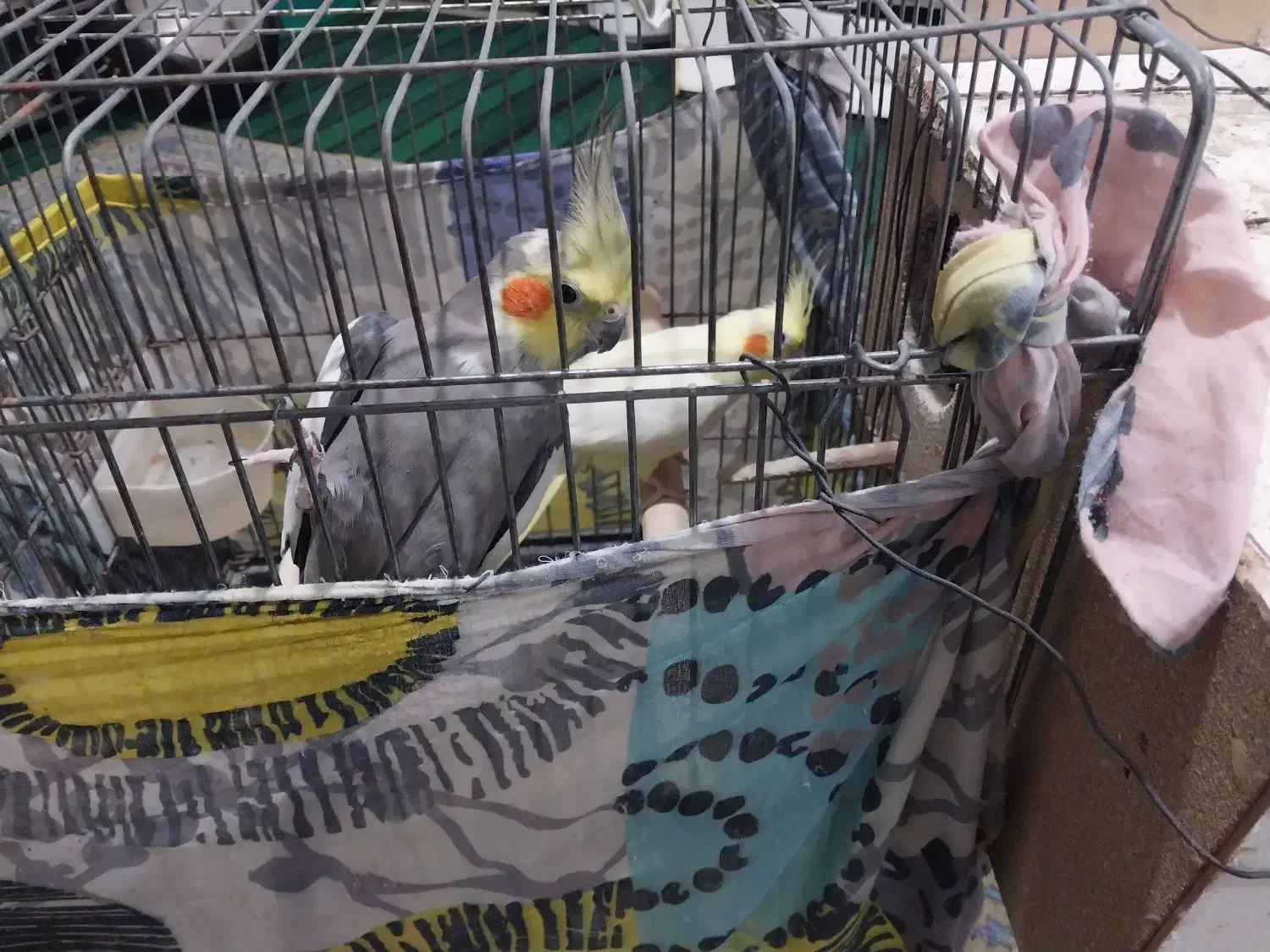 یه جفت عروس هلندی با قفس بزرگ چوبی|پرنده|بابل, |دیوار