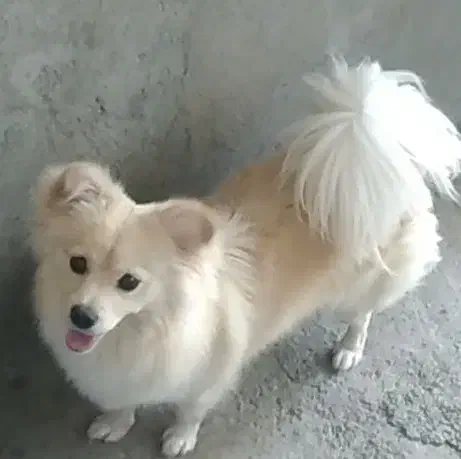 اشپیتز ماده دو ساله (به خانم واگذار میشود)|سگ|قائم‌شهر, |دیوار