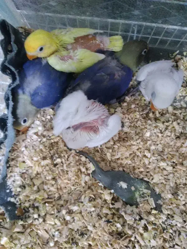 کوتوله موجود هست|پرنده|تربت جام, نظامی|دیوار