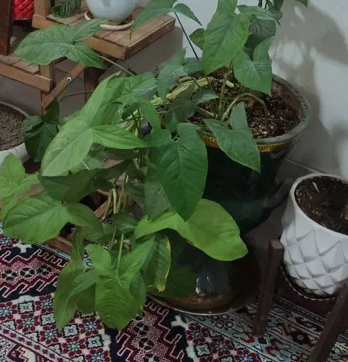 گل طبیعی با گلدان|گل و گیاه طبیعی|شیراز, کرونی(خاتونک)|دیوار