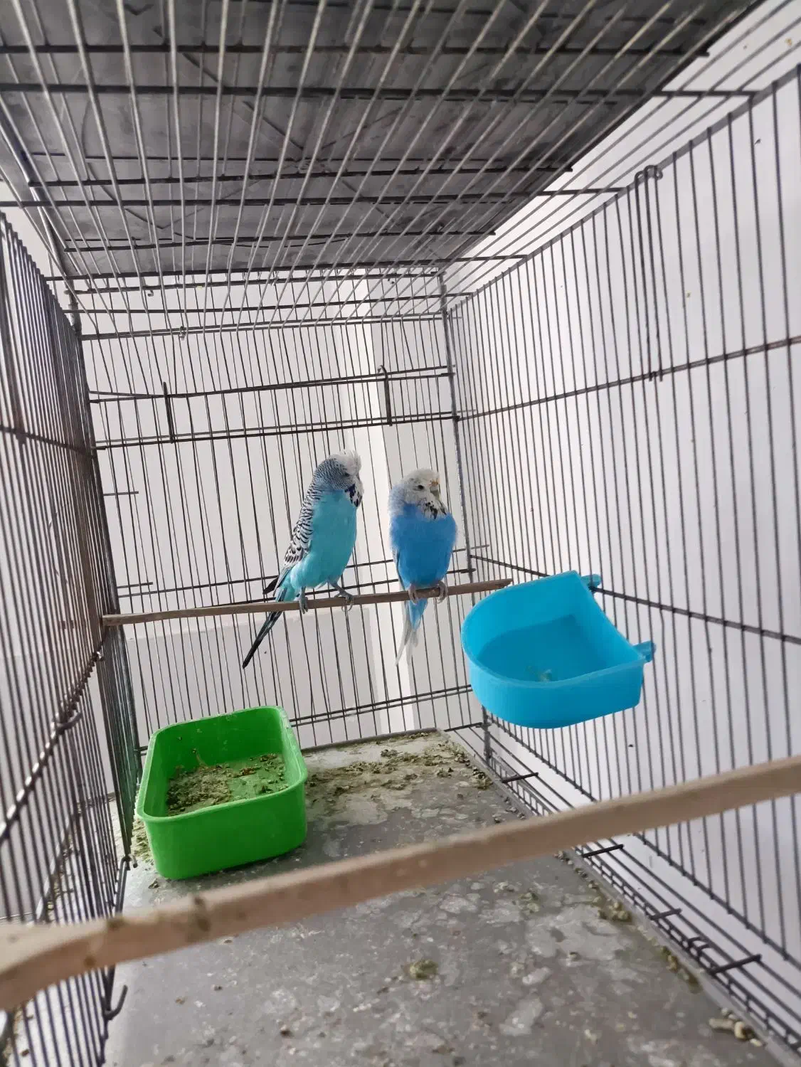 مرغ عشق انگلیسی|پرنده|پیرانشهر, |دیوار