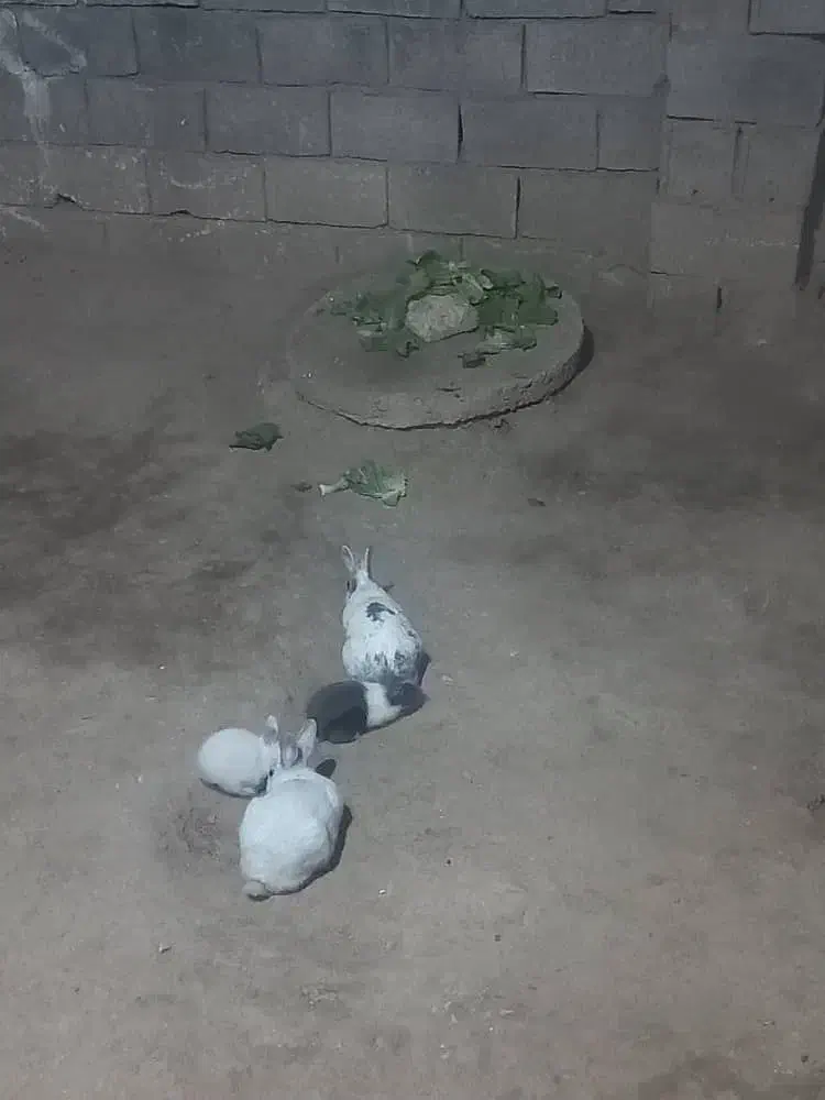 خرگوش|موش و خرگوش|خانمیرزا, |دیوار