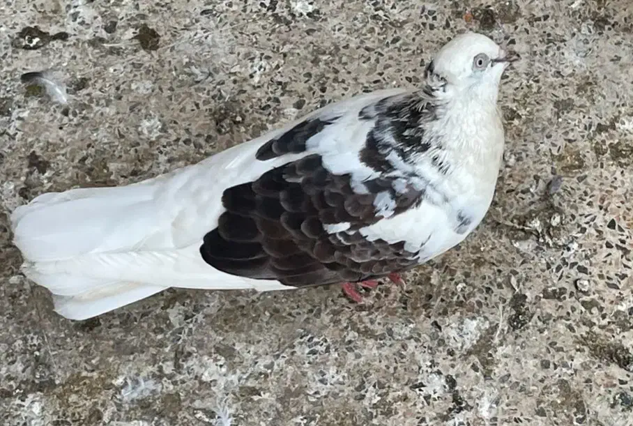 کبوتر بوشهری|پرنده|بندر کنگان, |دیوار