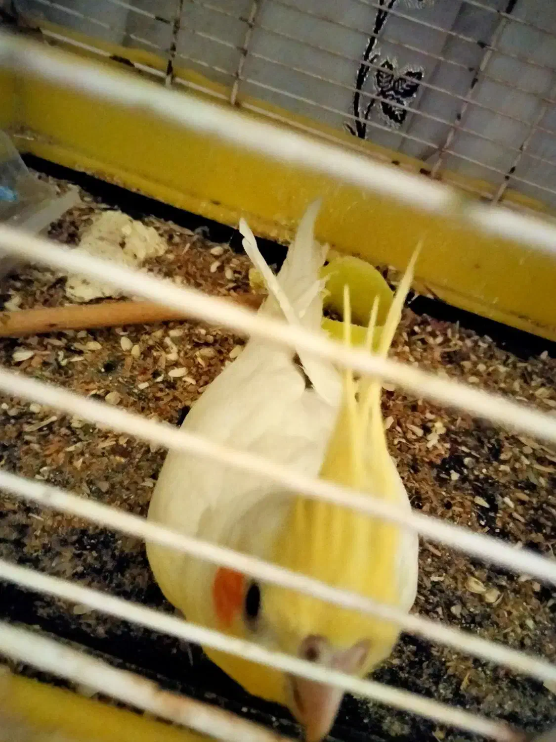 عروس پاریس|پرنده|اهواز, حصیرآباد|دیوار