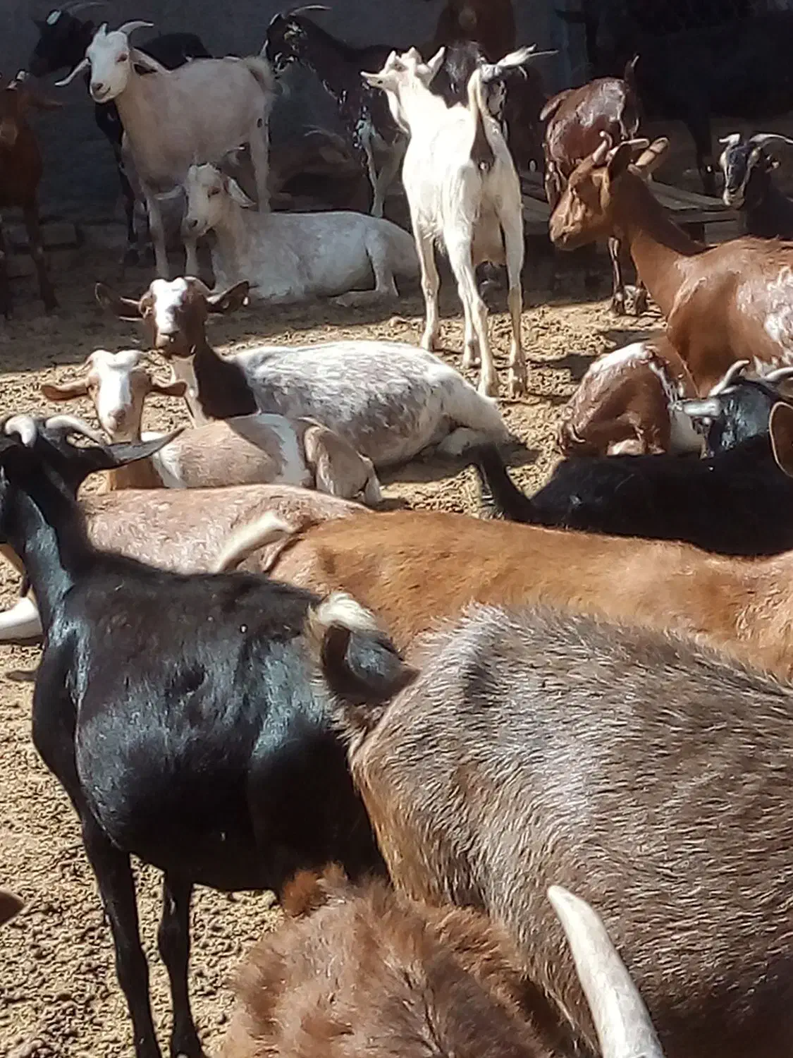 بز...|حیوانات مزرعه|تفت, |دیوار