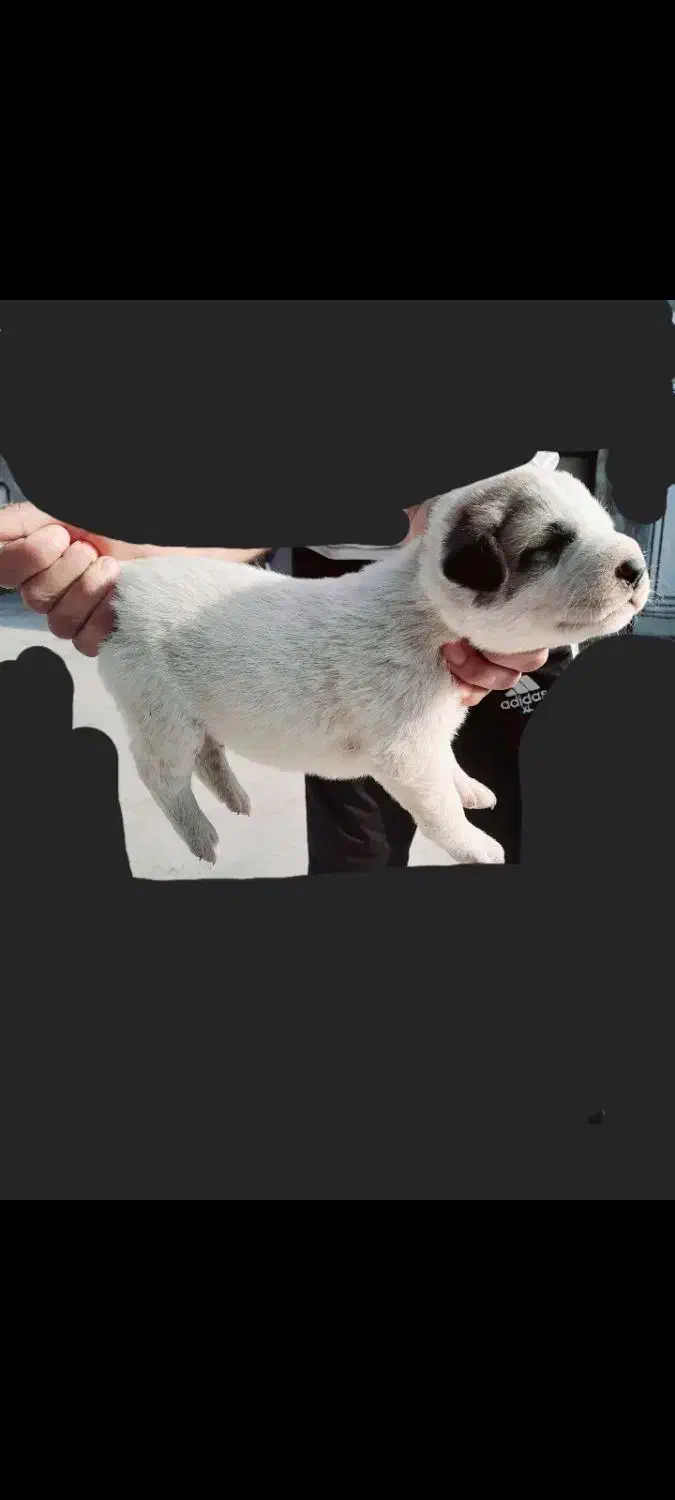 توله سگ الابای|سگ|نگین شهر, |دیوار