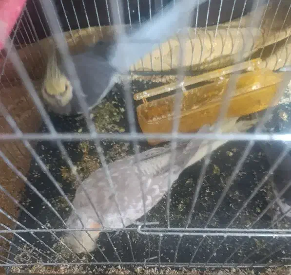 یک جفت عروس هلندی سیامون ماده دستی با جوجه|پرنده|مشهد, هفده شهریور|دیوار