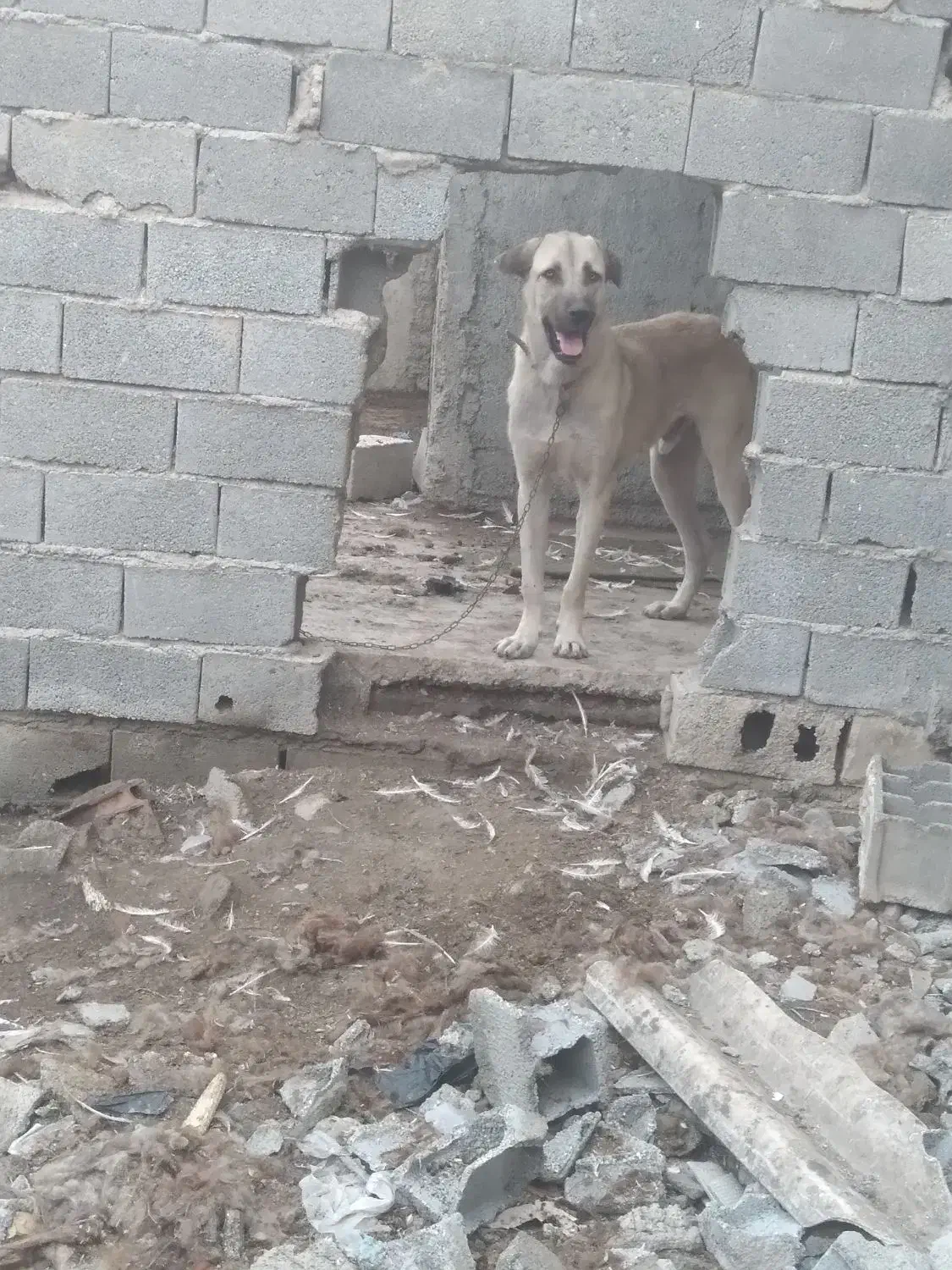 سگ پژدر|سگ|گرگان, |دیوار