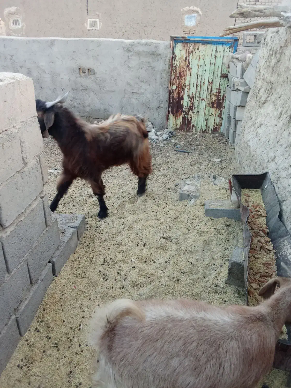 یه عدد کره نر چاق|حیوانات مزرعه|تیمور آباد, |دیوار