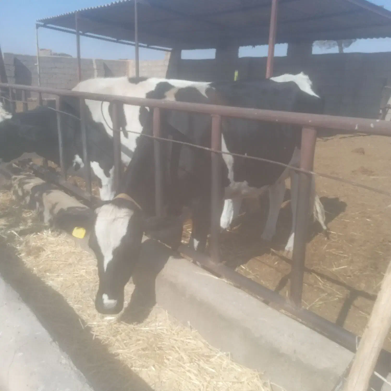 تلیسه زایمان اول بدون گوساله|حیوانات مزرعه|رشتخوار, |دیوار