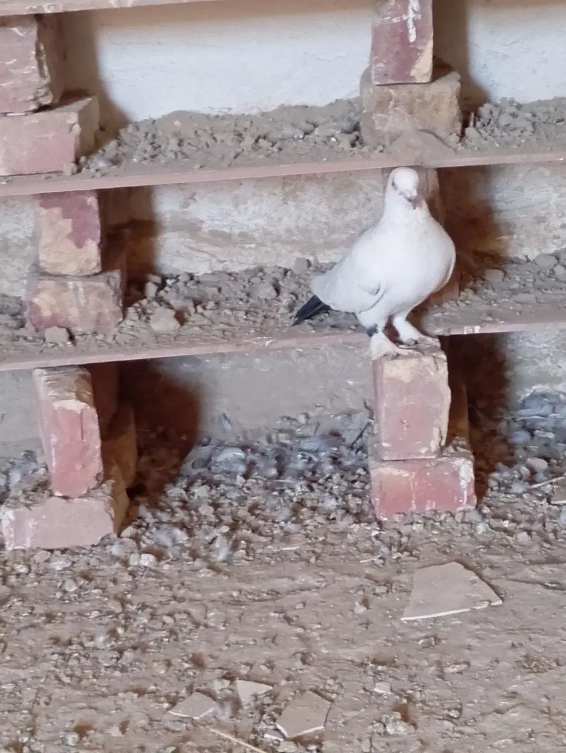 نرماده|پرنده|زهک, |دیوار