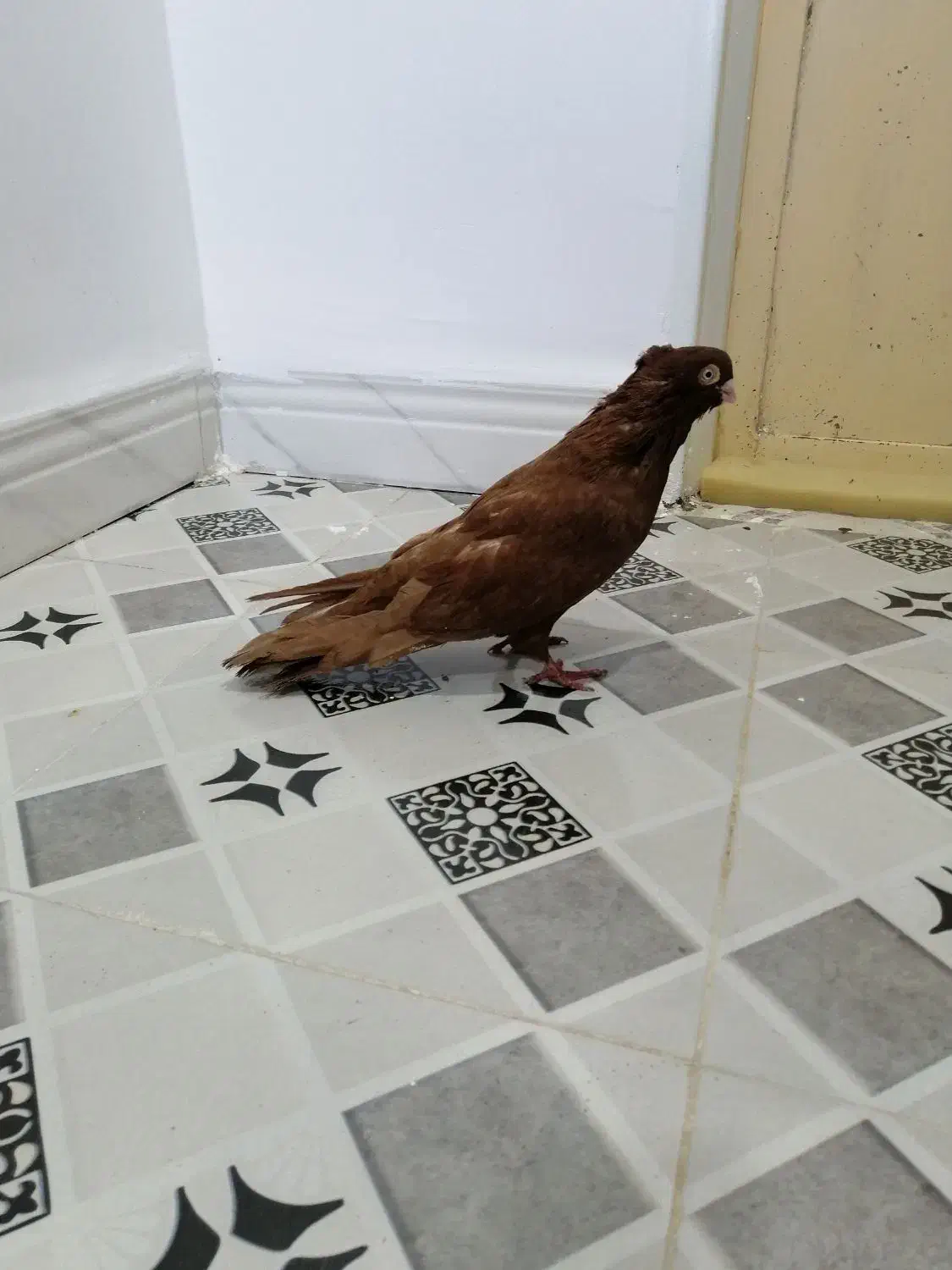 نر سرخ سربستانی|پرنده|شادگان, |دیوار