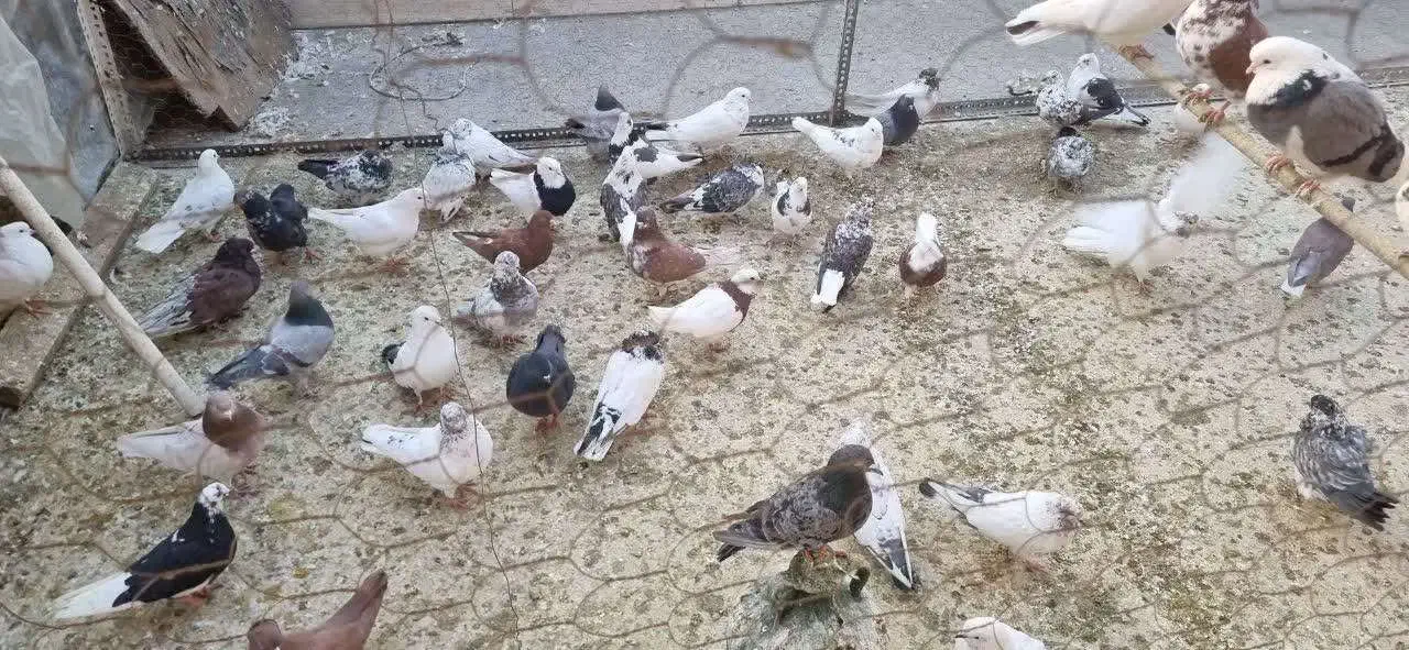 کفتر|پرنده|تهران, شمشیری|دیوار