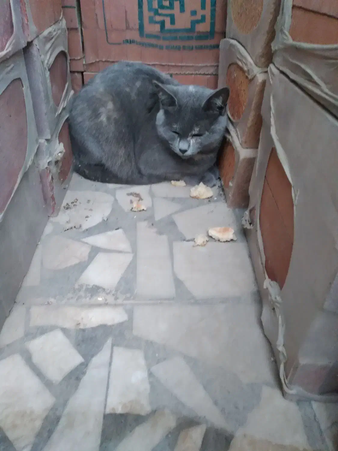 گربه نژاد داربسیار خوشکل رام|گربه|بابل, |دیوار