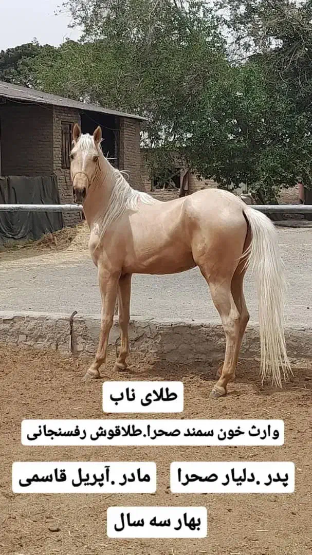 نریون ترکمن|اسب و تجهیزات اسبسواری|پیشوا, |دیوار