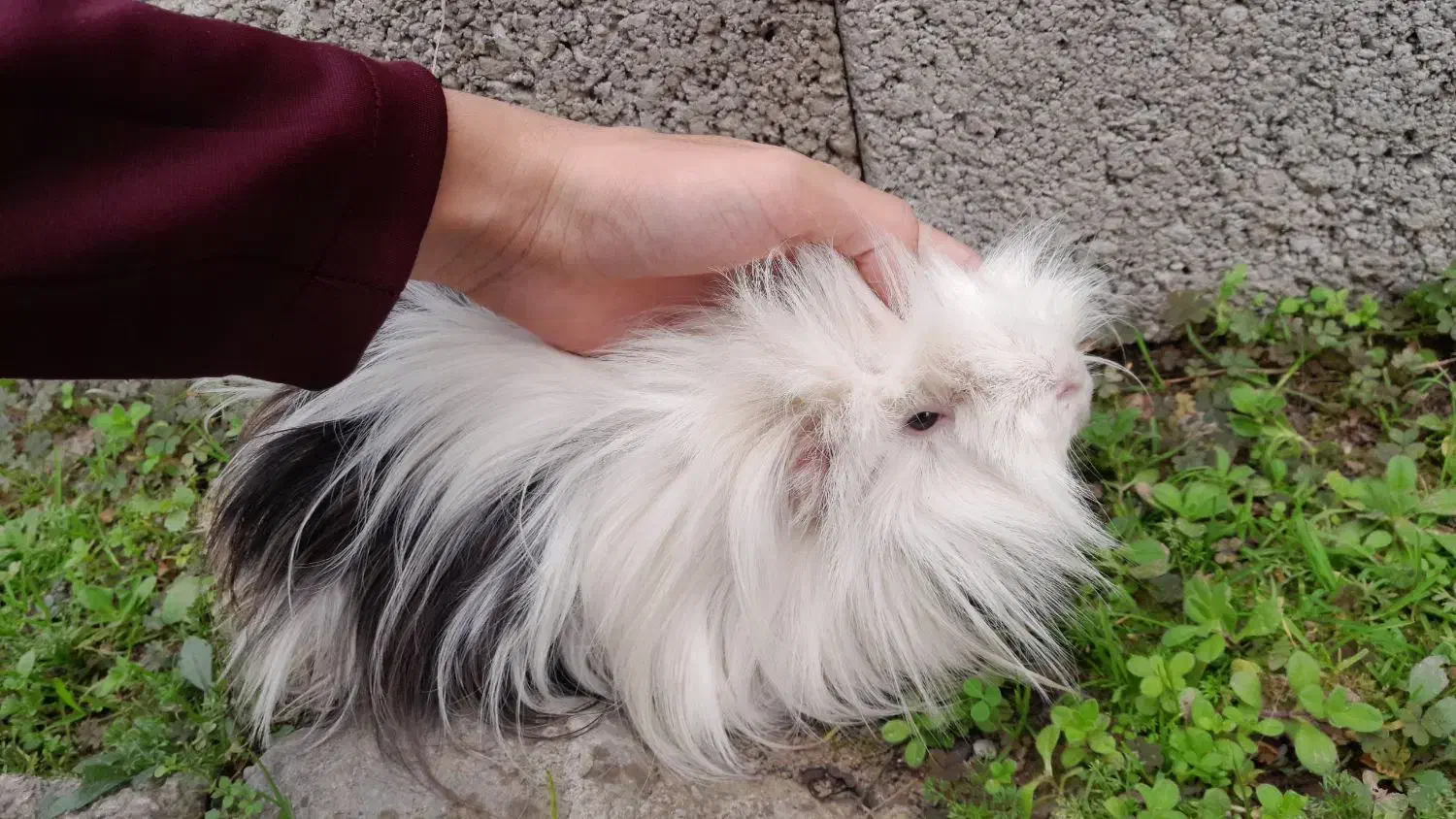 خوکچه هندی|موش و خرگوش|تولم شهر, |دیوار