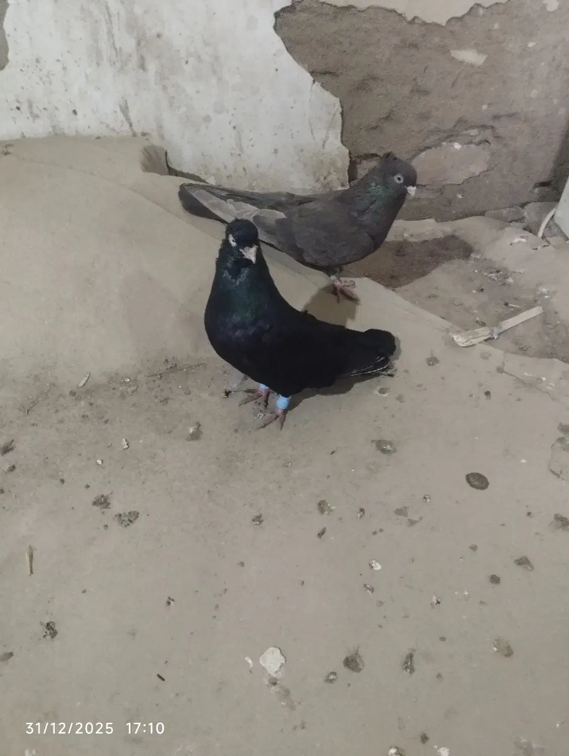 کبوتر|پرنده|میاندوآب, |دیوار