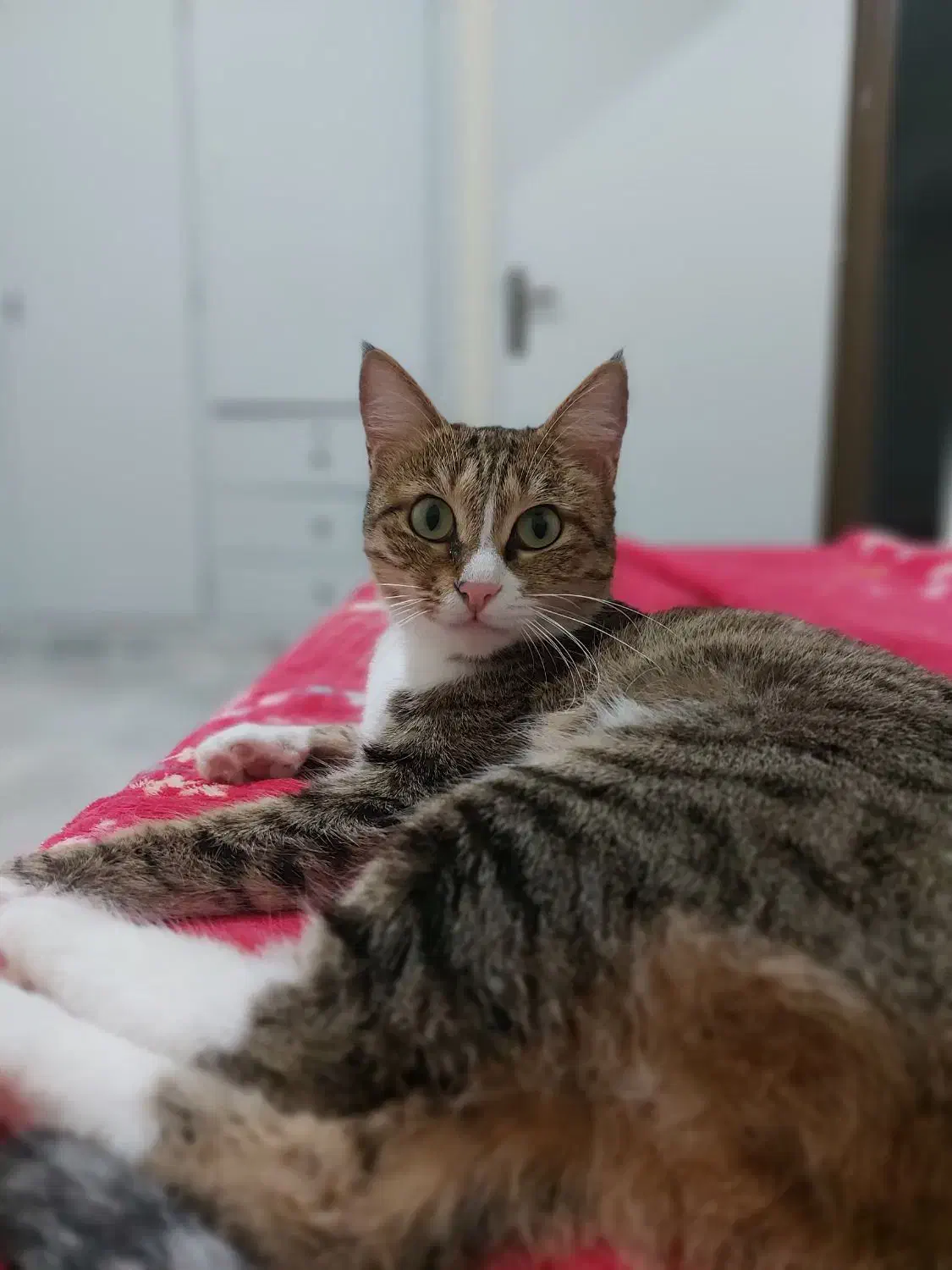 واگذاری گربه dsh ماده|گربه|گرگان, |دیوار