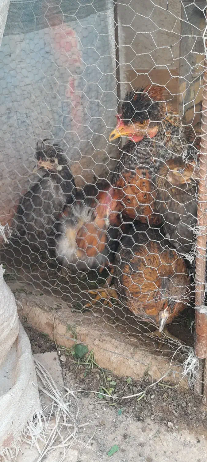 مرغ گلپایگان، کوشین،سلطان گردن لختی|حیوانات مزرعه|قنوات, |دیوار