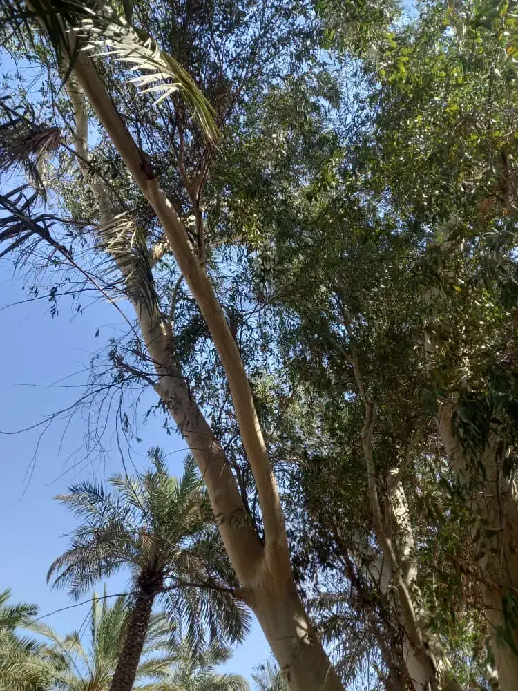 خرید درخت اکالیپتوس|خدمات باغبانی و درختکاری|بندر امام خمینی, |دیوار