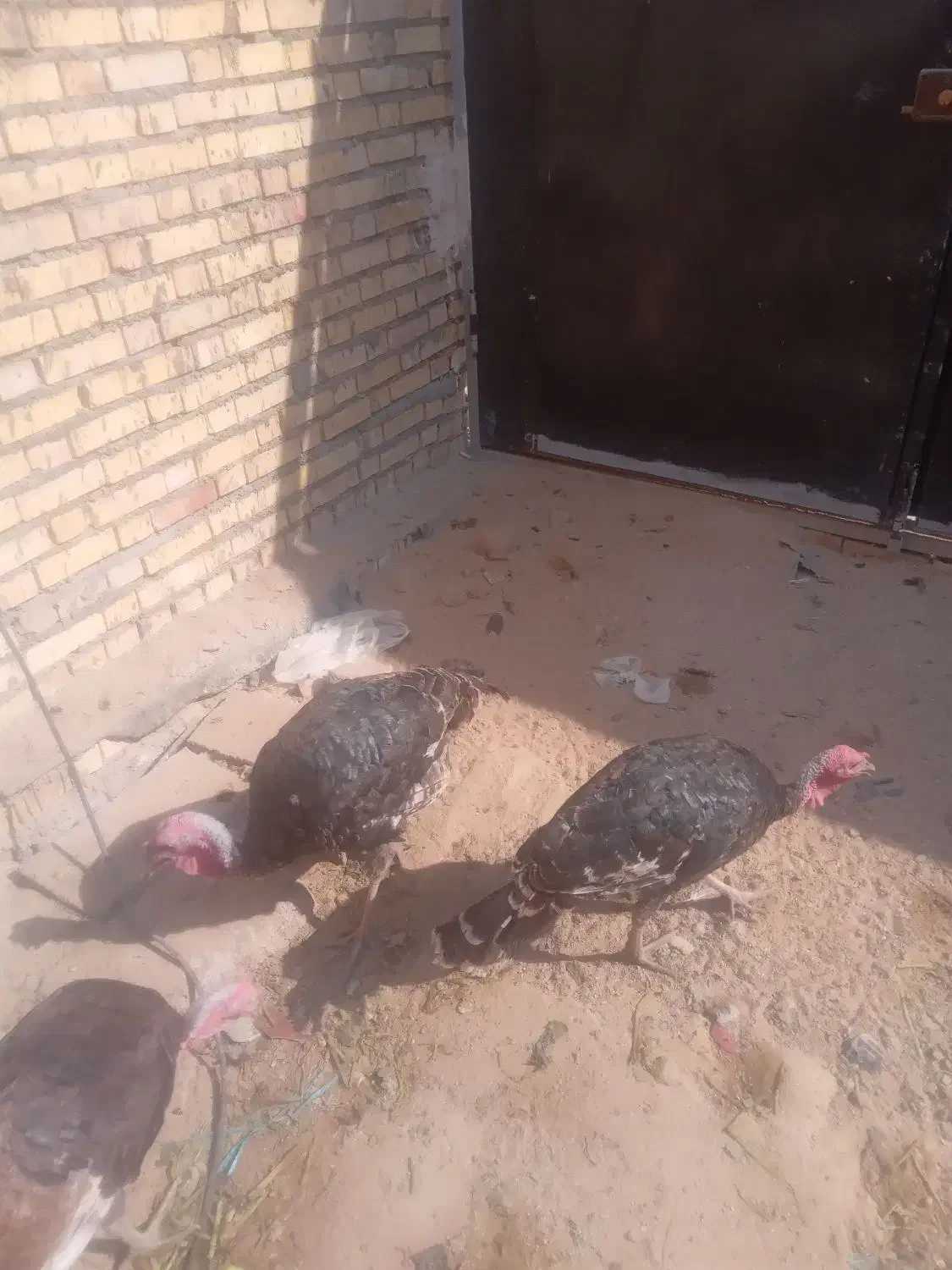 رامشیر|حیوانات مزرعه|رامشیر, |دیوار