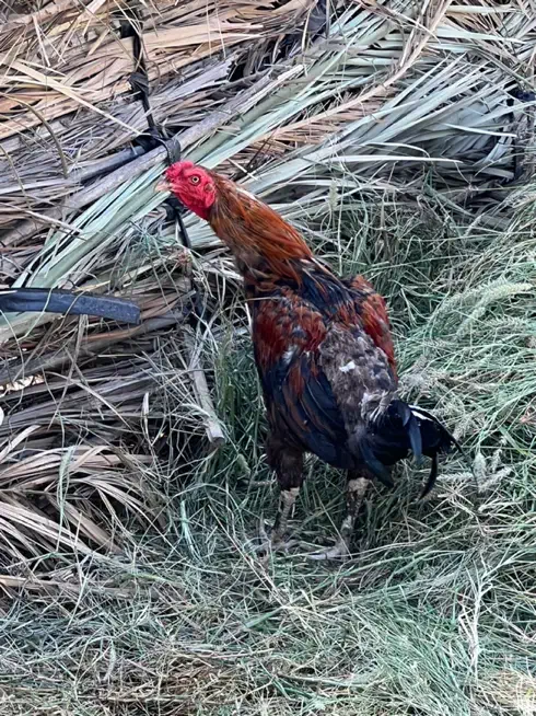 مرغ فروشی فوری|حیوانات مزرعه|رودان, |دیوار