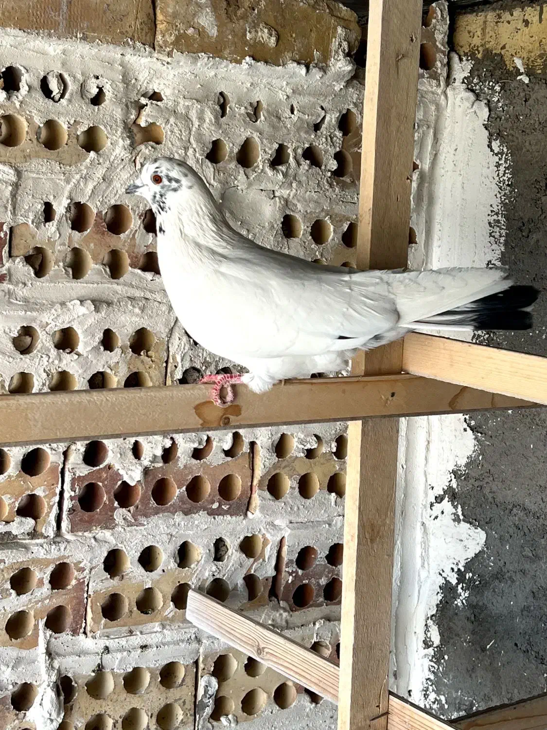 کبوتر جوزی دم سیاه|پرنده|کاشان, مشکات|دیوار