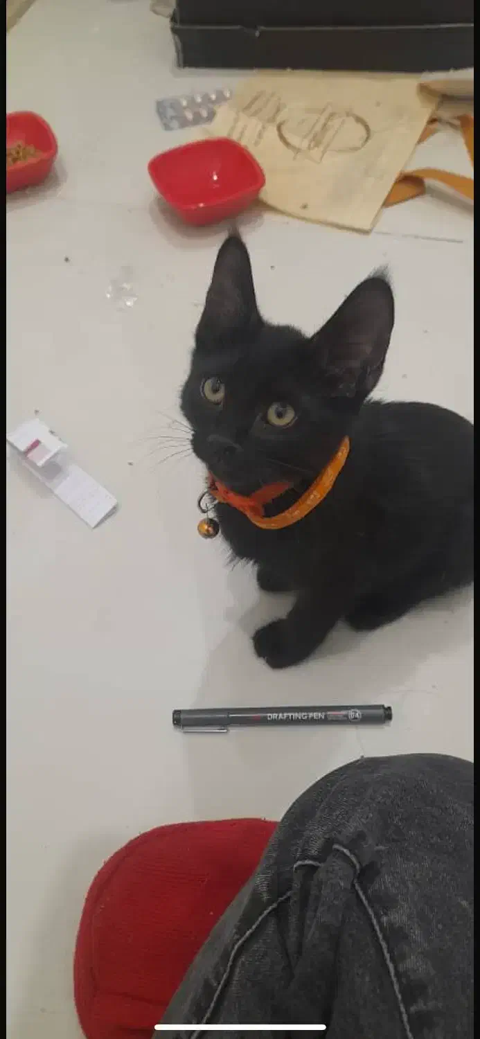 گربه گم شده محدوده امامت|گربه|مشهد, آزادشهر|دیوار