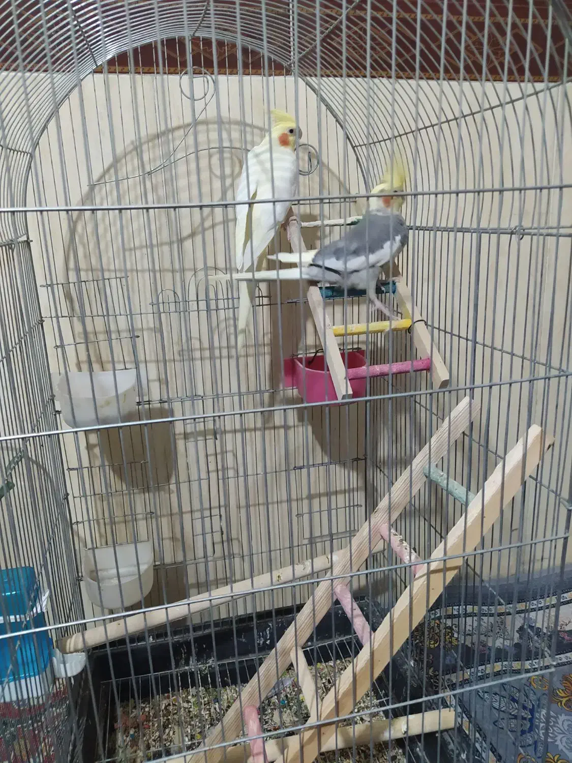 عروس هلندی|پرنده|شهریار, شهرک امیریه|دیوار