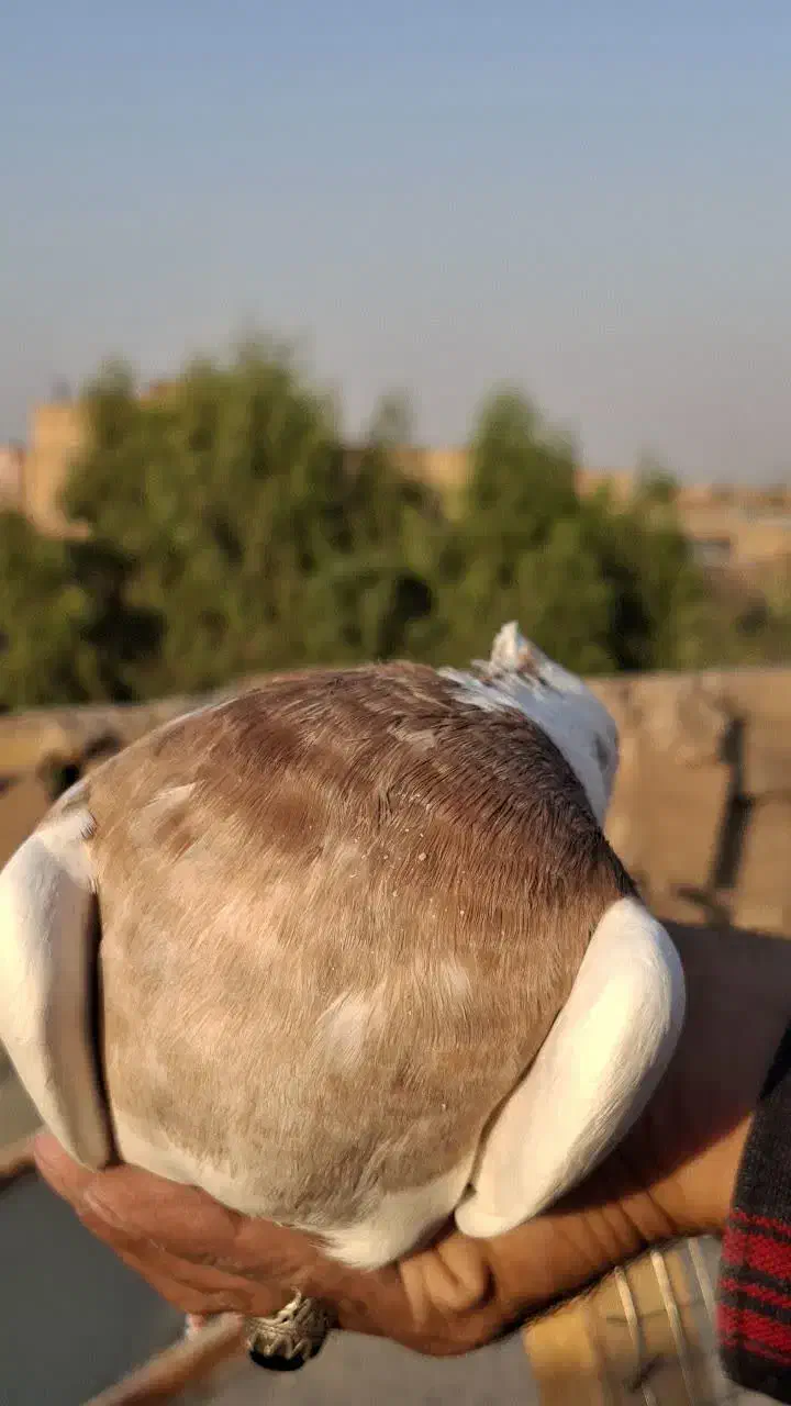 طوقی زرد خال سیاه|پرنده|قم, سید معصوم|دیوار