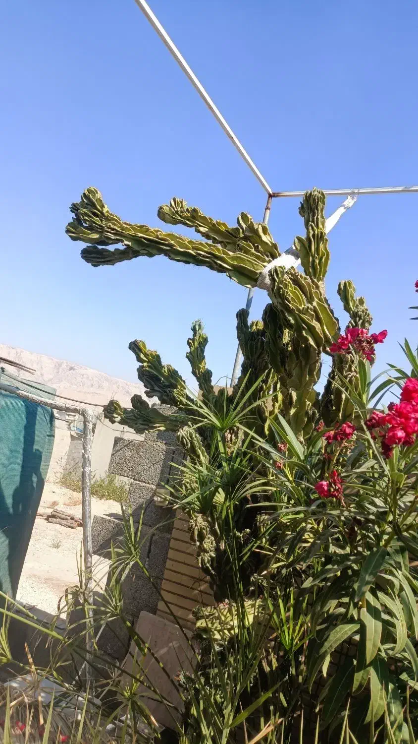 فروش کاکتوس|گل و گیاه طبیعی|جم, |دیوار