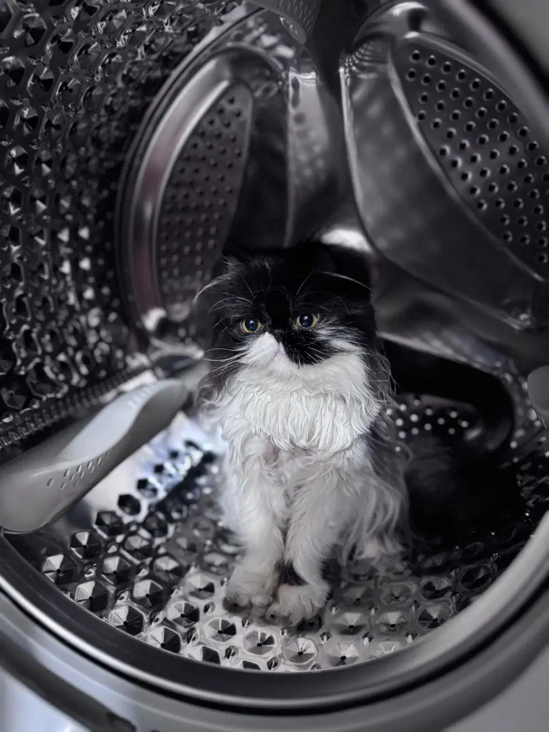 پرشین سوپر فلت ماده|گربه|گرگان, |دیوار