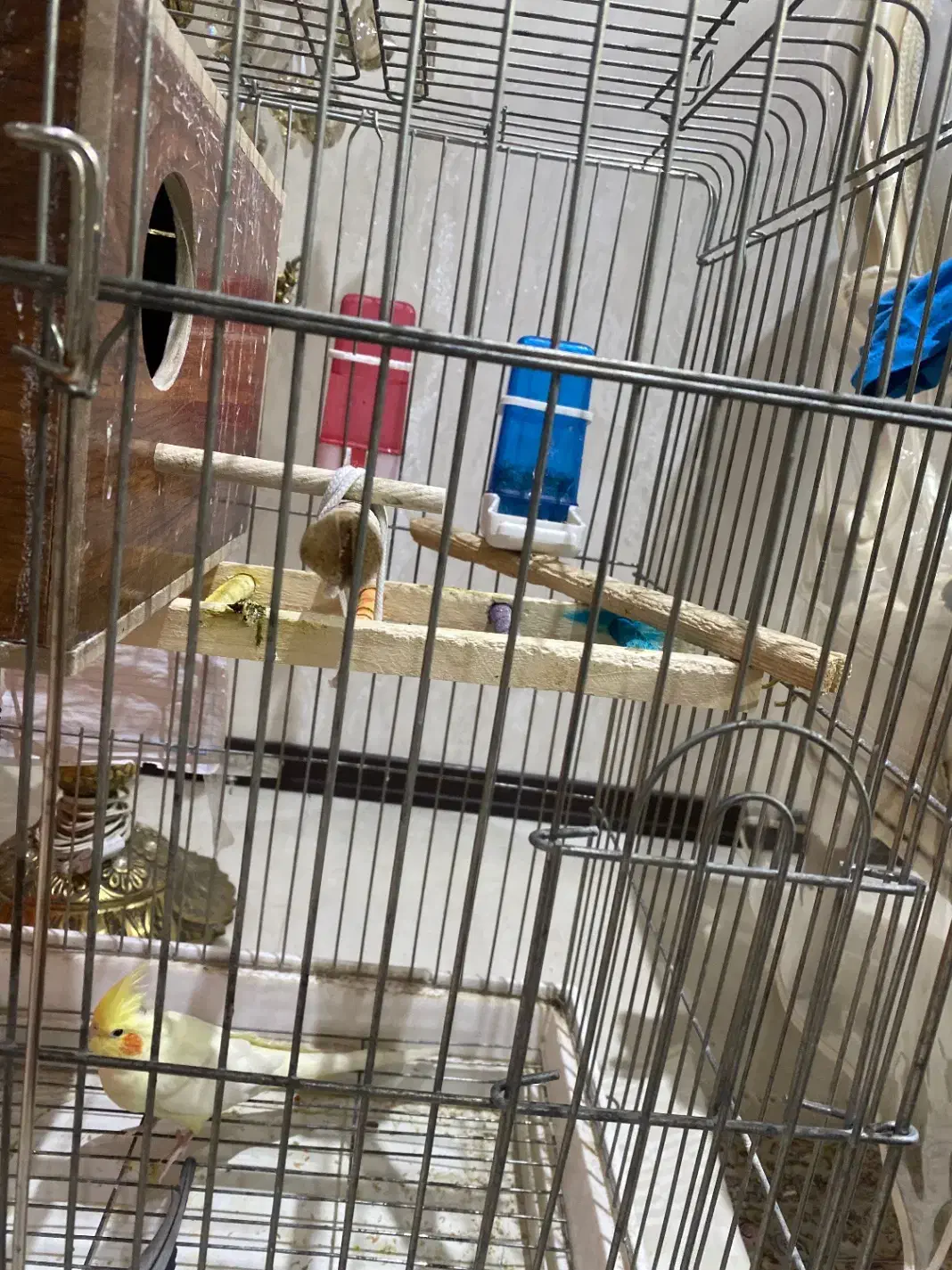 پرنده|پرنده|تهران, اسفندیاری|دیوار