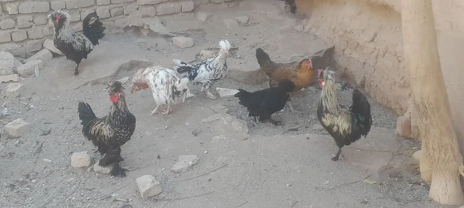 خروس سلطان|حیوانات مزرعه|تربتحیدریه, طالقانی|دیوار