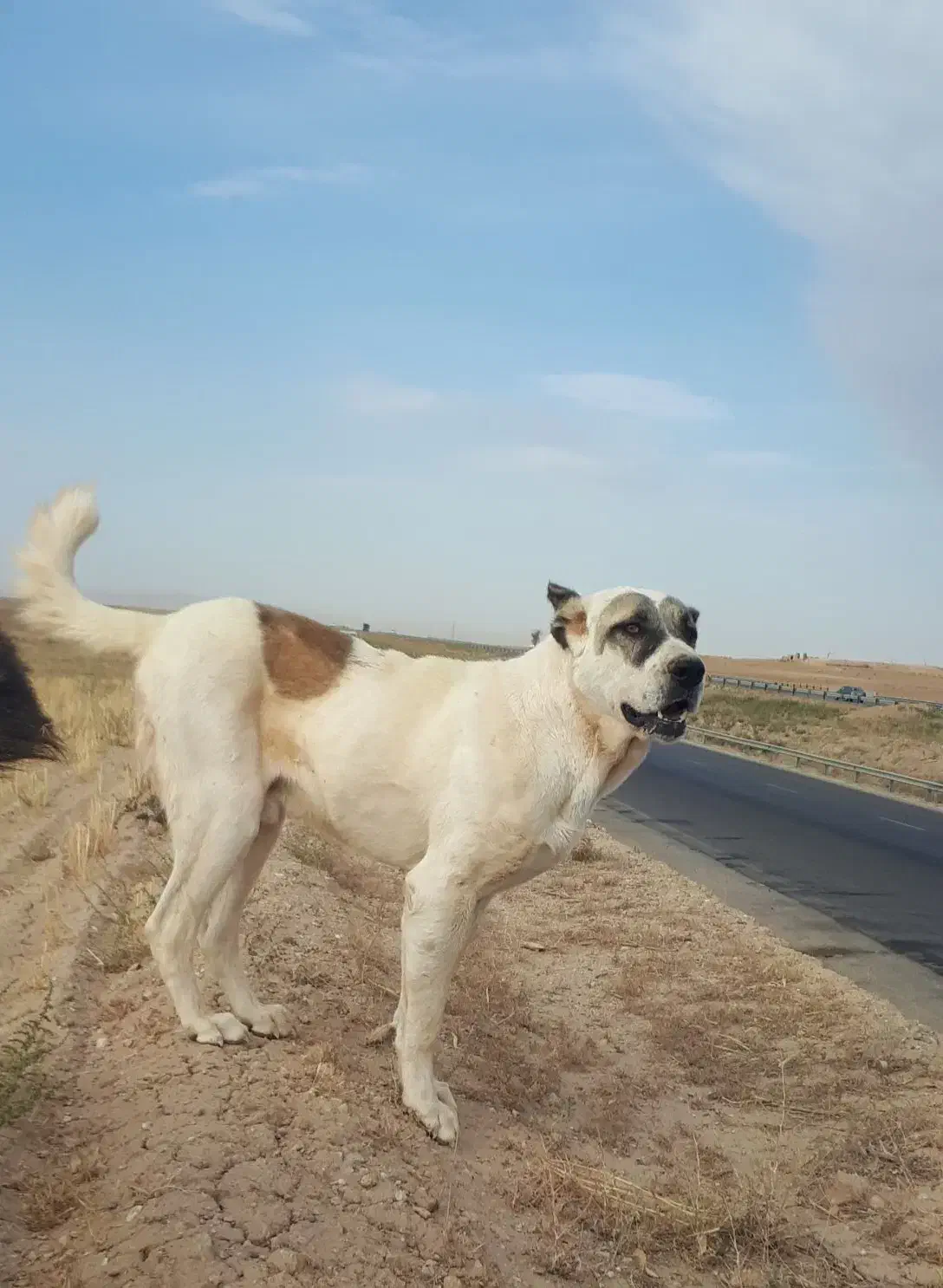 سگ گمشده|حیوانات|فامنین, |دیوار