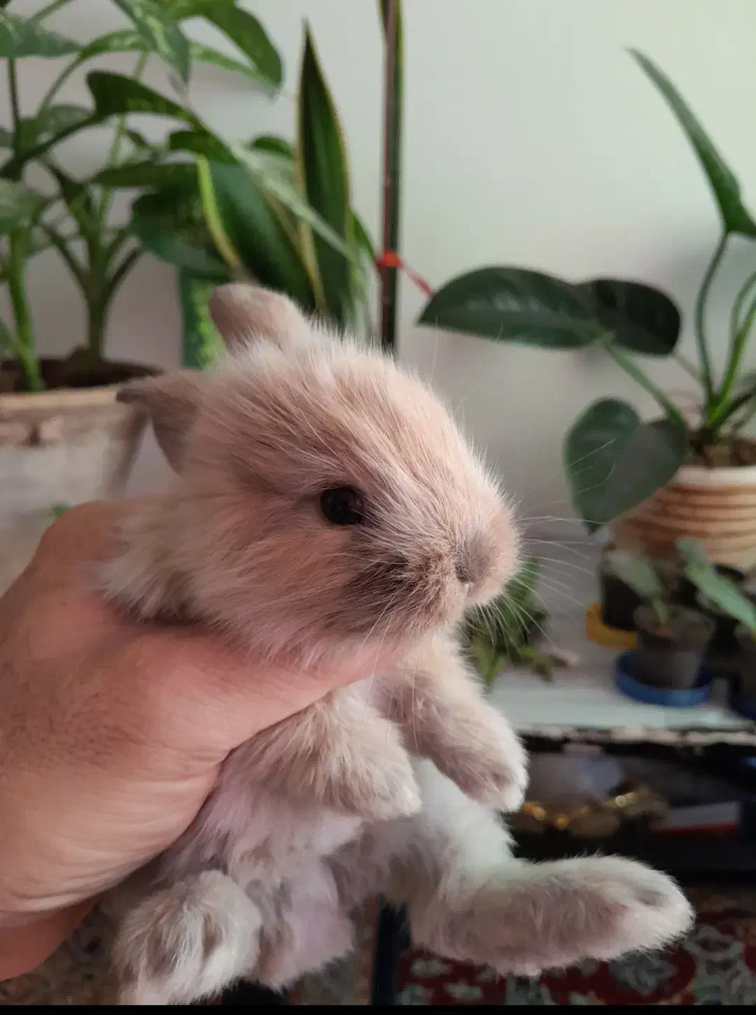 زیبا ترین نژاد بچه خرگوش نژاد ترکیبی لاین هد و لوپ|موش و خرگوش|چالوس, |دیوار