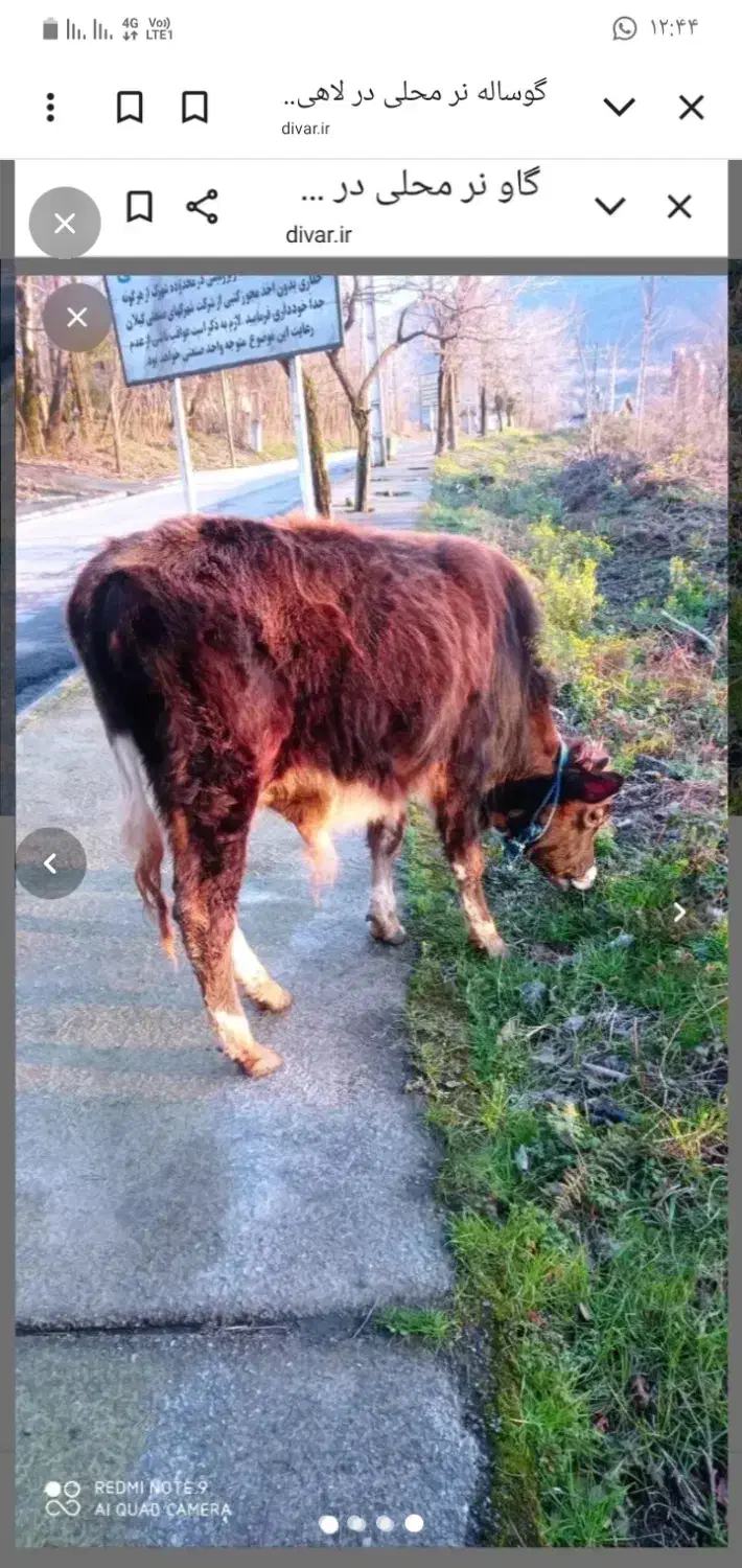 گاو نر|حیوانات مزرعه|رشت, لاکان شهر|دیوار