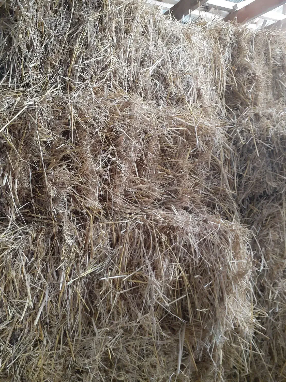 کاه سرچناه|حیوانات مزرعه|رشت, حومه رشت|دیوار