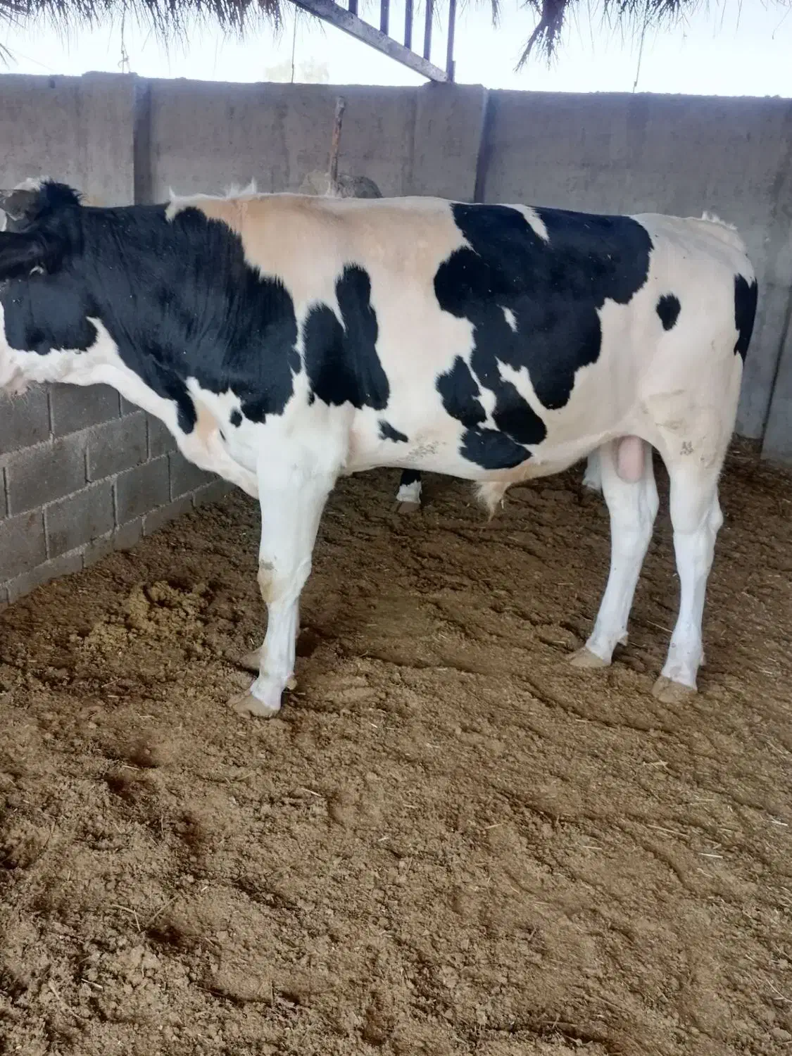 دو راس گوساله سیمینتال|حیوانات مزرعه|کازرون, |دیوار